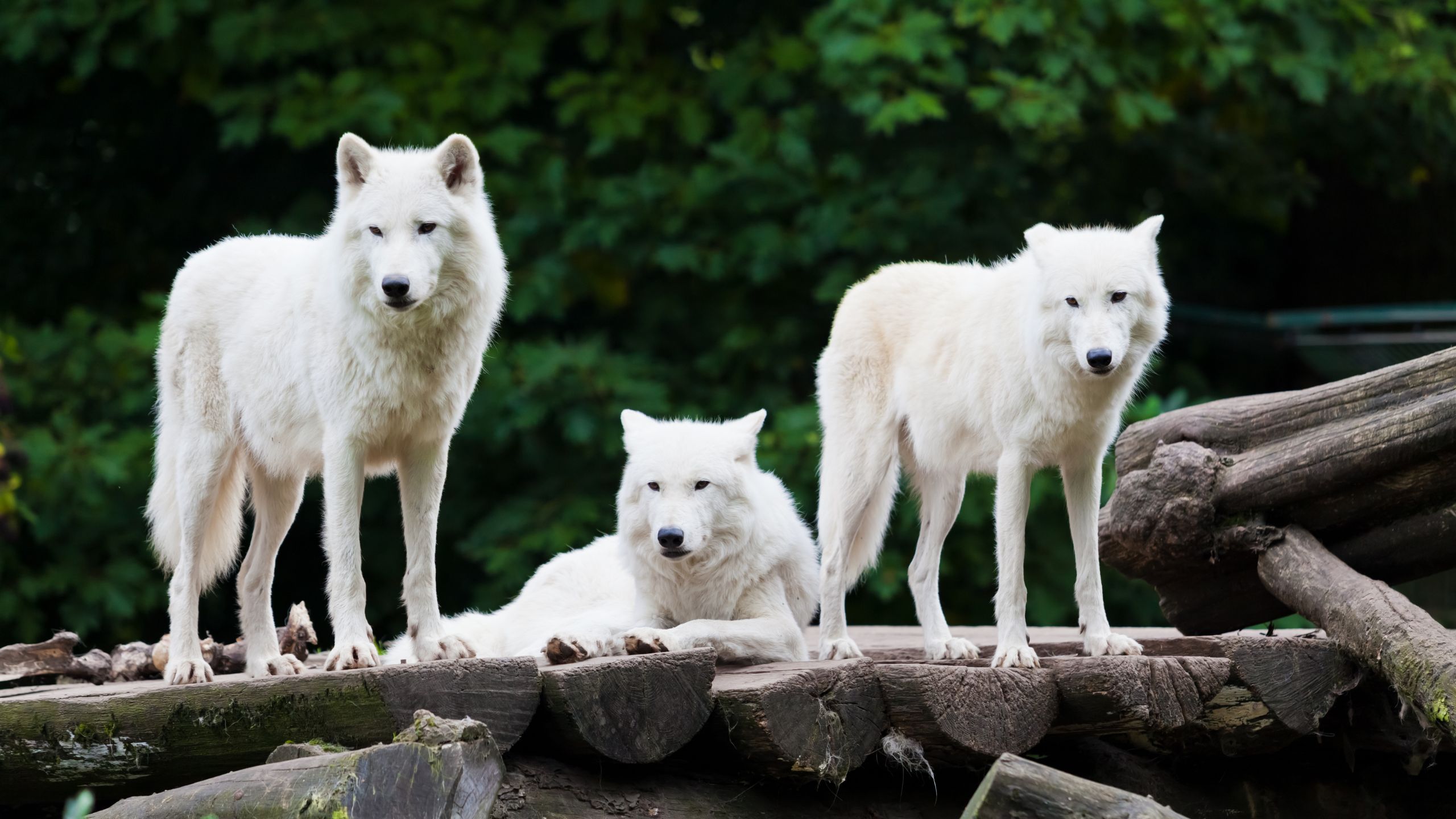 Dancing with Wolves-The Importance of Discipleship - BridgeWay ...